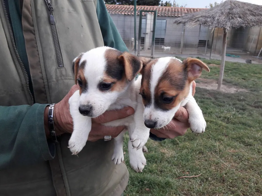 Chiots JACK RUSSELL TERRIER L.O.F. à Avignon