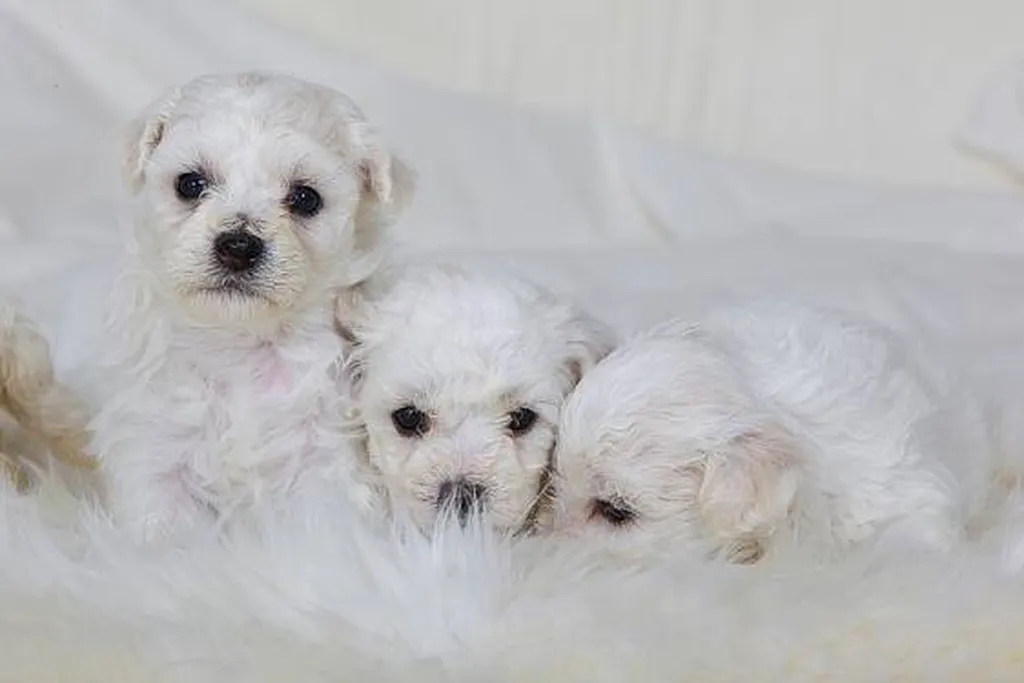 BICHON FRISE LOF ELEVAGE DU PALAIS DES PAPES