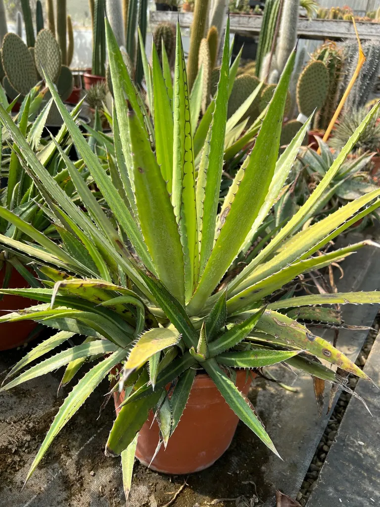 Achat d’agaves pour un jardin sans eau près d’Arles et de Saint Rémy de Provence 