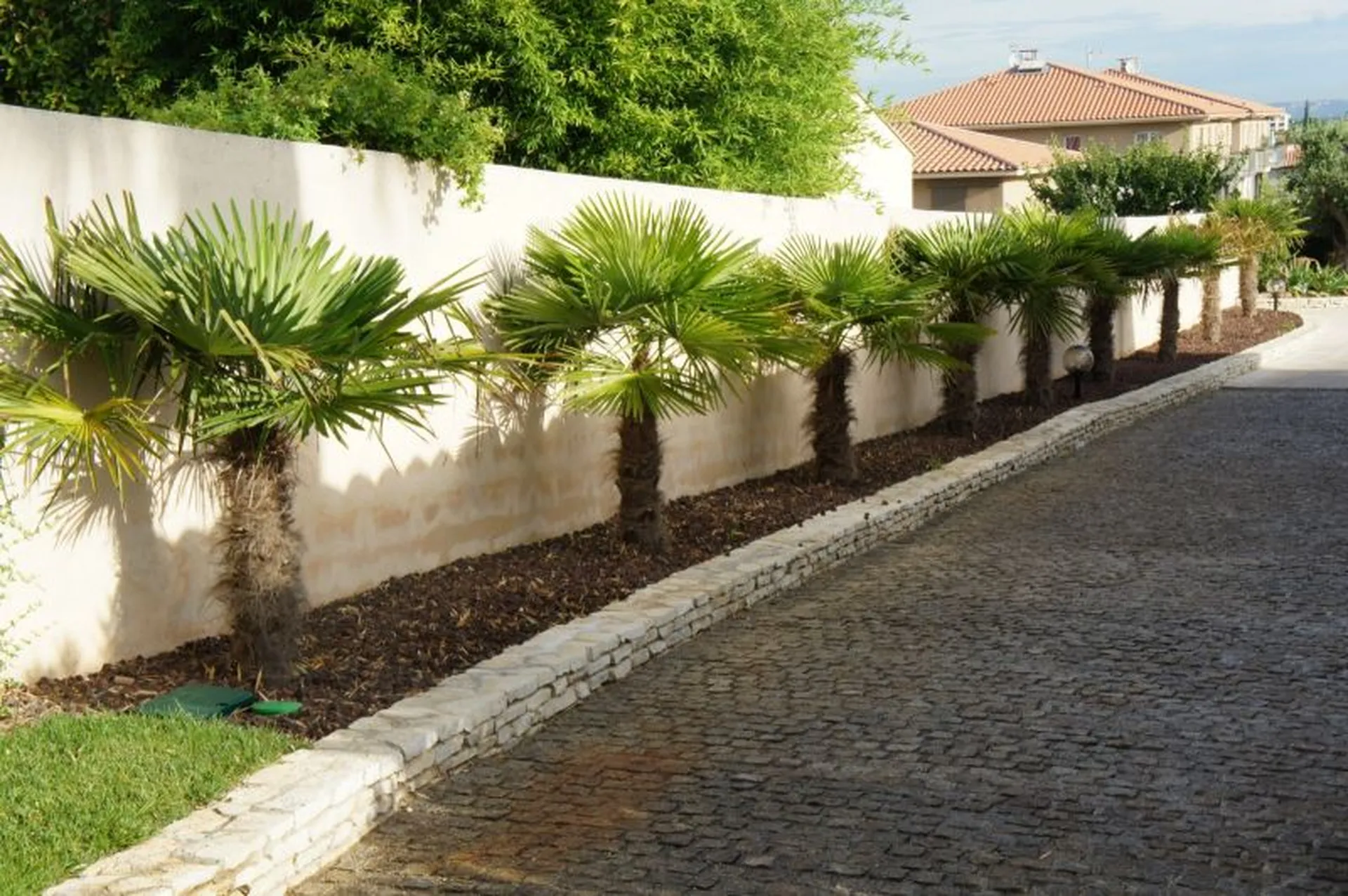 plantation de palmier sur marignane