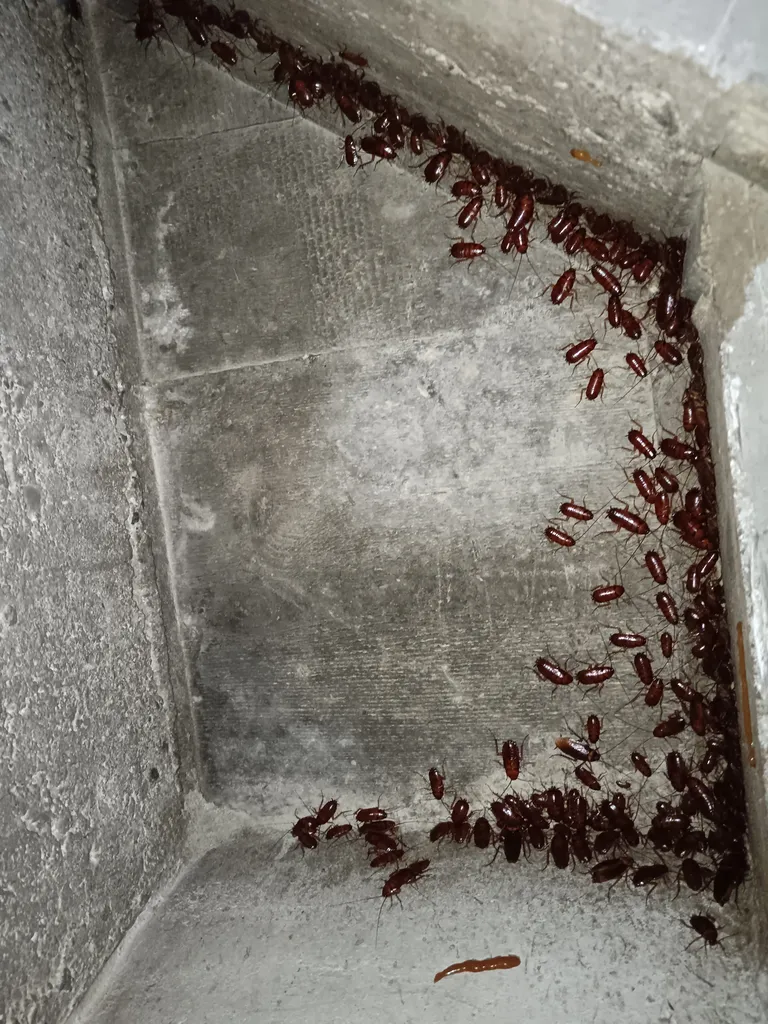 Traitement contre une infestation de blattes orientales dans la cave d’une résidence situer à Villefranche sur Saône