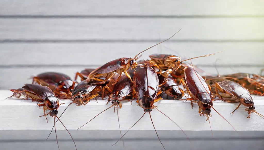 désinsectisation pour éliminer cafards et blattes dans votre logement à Toulouse