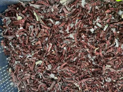 La destruction par micro-déchiquetage des capsules de vins CRD à Bordeaux en Gironde