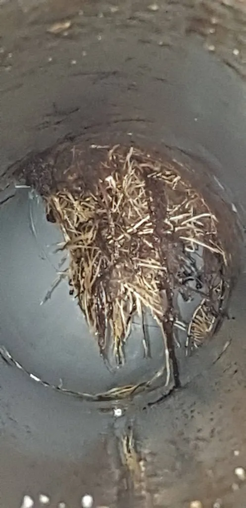 Bouchon de racines dans une canalisation à Pertuis