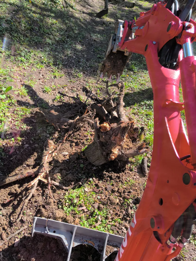 Dessouchage d'un arbre mort avec pelleteuse dans le jardin d'une maison par un professionnel à Riorges proche de Roanne