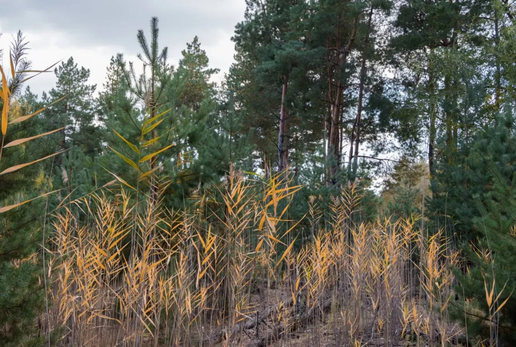 Débroussaillage autour des maisons en PACA, par Entreprise d’entretien d’espace vert dans le Gard