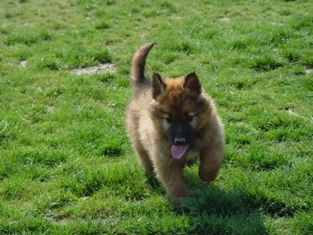Acheter un chiot BERGE BELGE TERVUEREN de taille moyenne