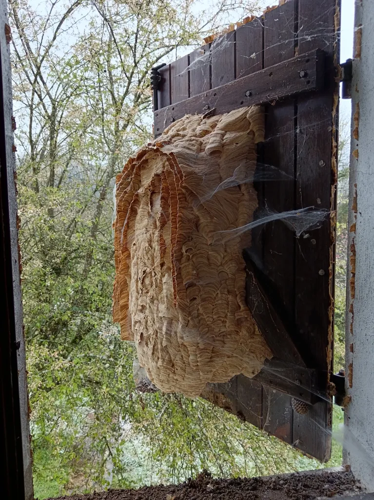 Destruction d’un imposant nid de frelon européen dans l’encadrement d’une fenêtre de maison abandonné sur la commune de Neuville-sur-Saône