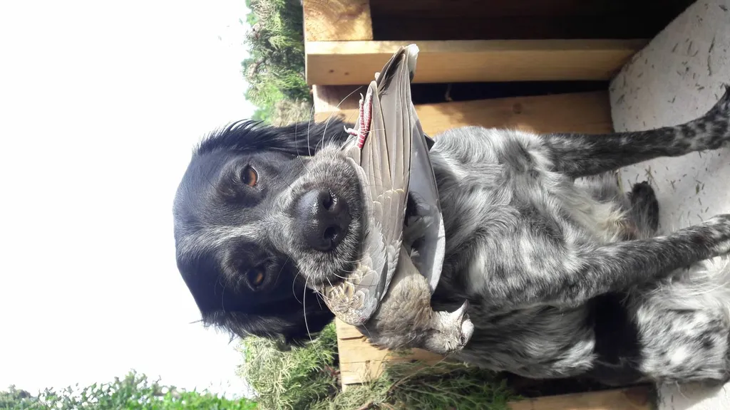 Vente de chien de taille moyenne de race Epagneul breton au Lof en France