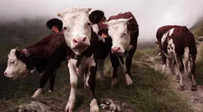 Fromages BIO pour professionnels Lille