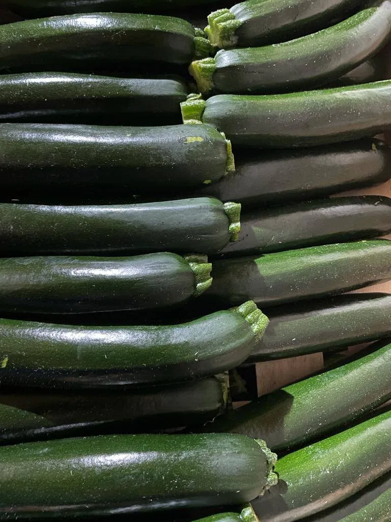 Courgette longue verte