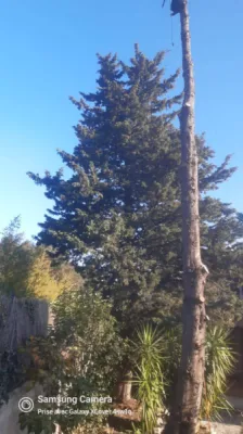 Abattage de cypres de Provence Pelissanne