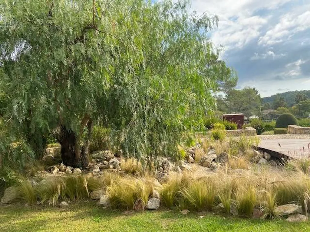 Entretien de massifs de graminées à Nice