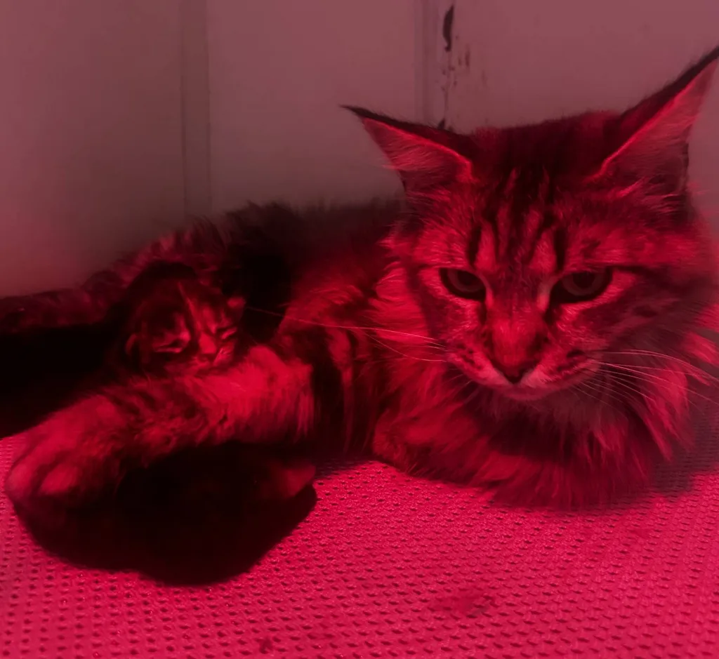CHATONS MALES ET FEMELLE MAINE COON A ACHETER INSCRIT AU LOOF DANS LE VAUCLUSE
