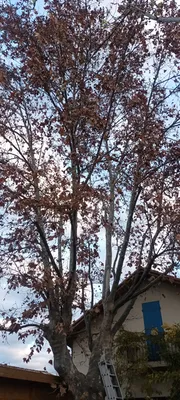 Élagage d'un gros platane au cabot 9ème à Marseille. 