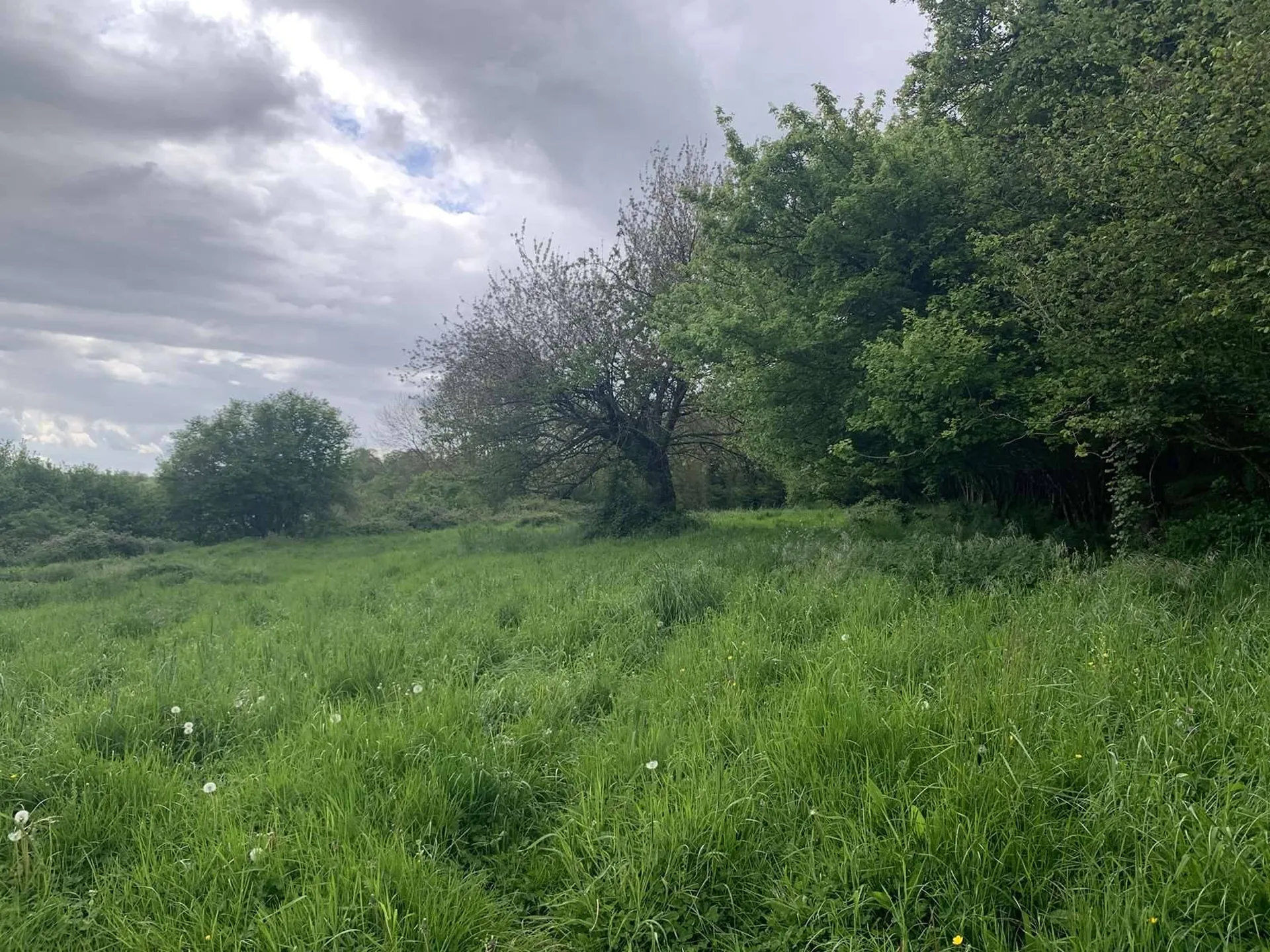A ACQUERIR, parcelles en nature d'herbage de 6 hectares 37 ares, à proximité des commodités de VIMOUTIERS (ORNE), PAYS D'AUGE