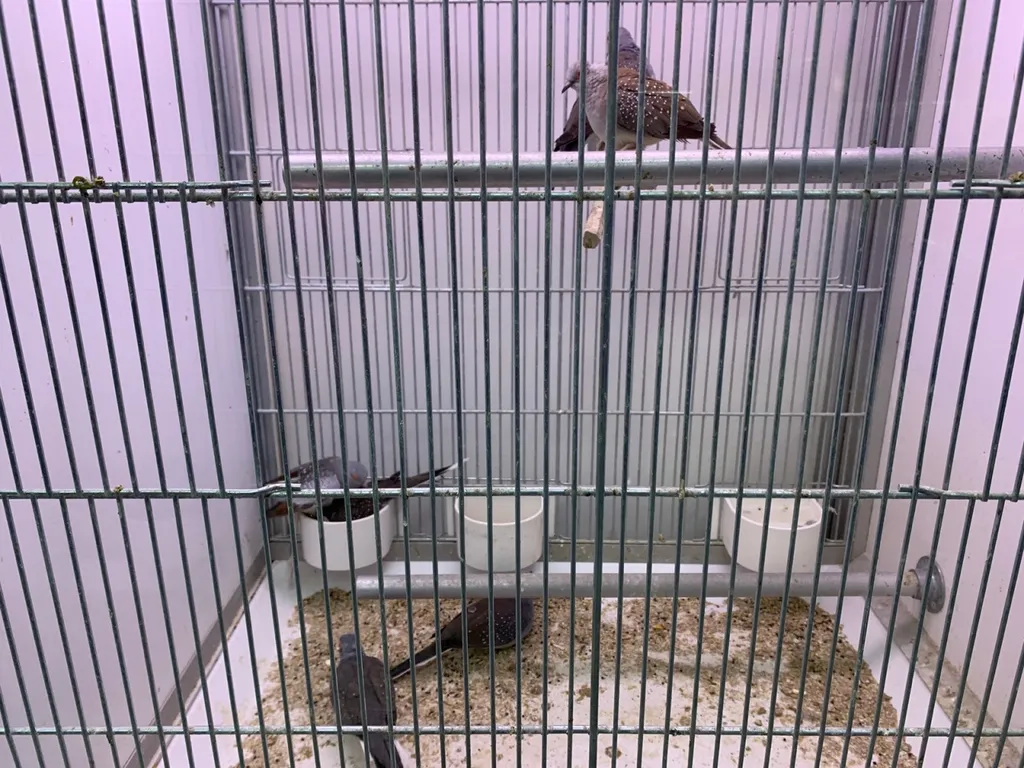 Acheter des oiseaux au Havre