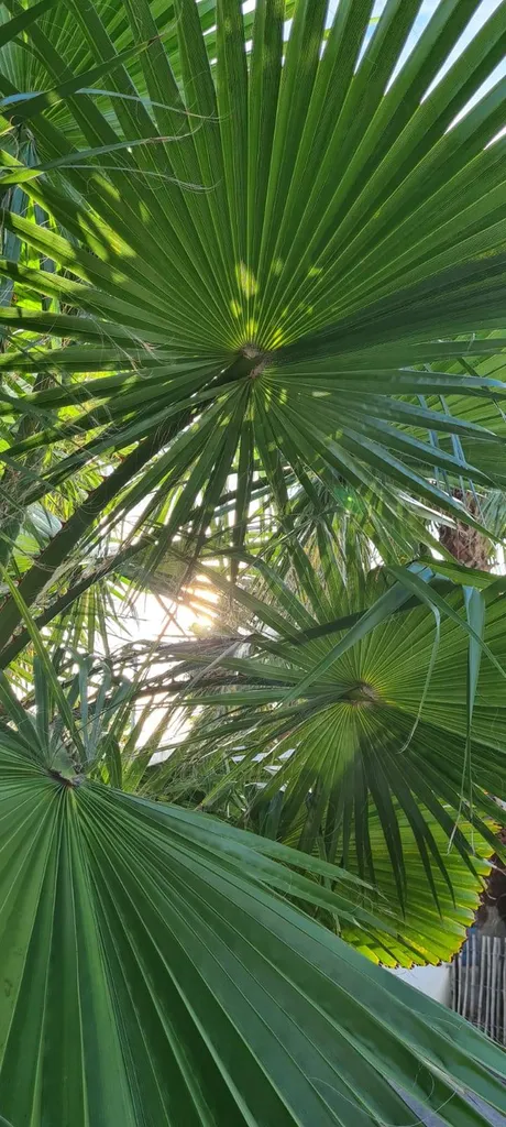 Camping Le Mas de la Plage entre terre et mer Méditerranée