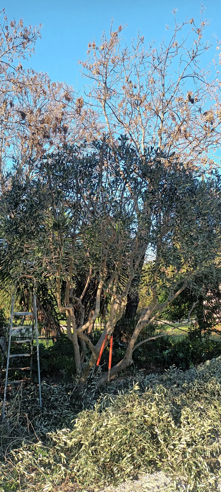 Tailles haie et Oliviers dans le 12ème à Marseille. 