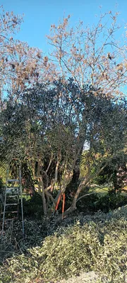 Tailles haie et Oliviers dans le 12ème à Marseille. 