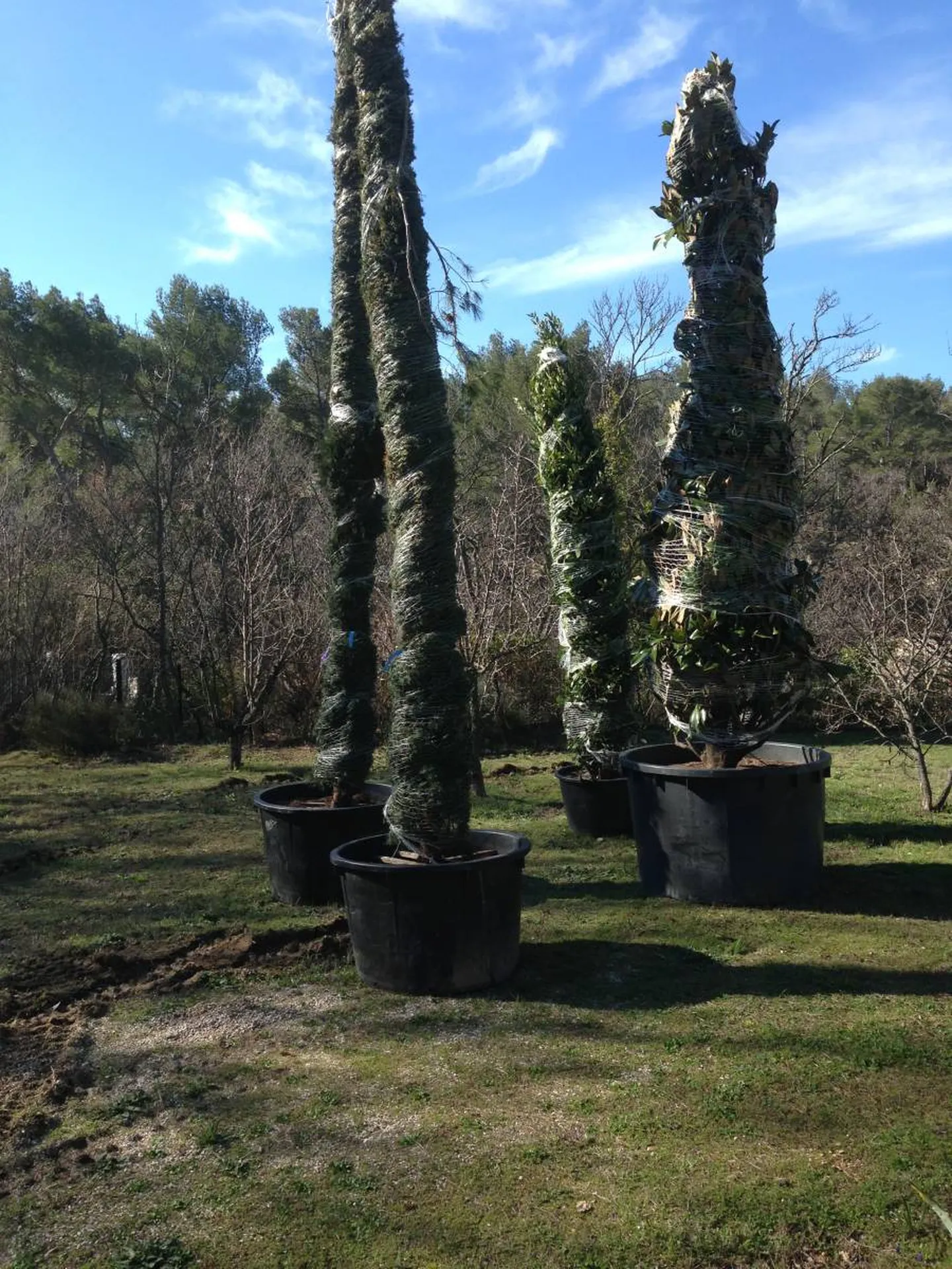Végétaux en cours de plantation dans un terrain à Aix-en-Provence
