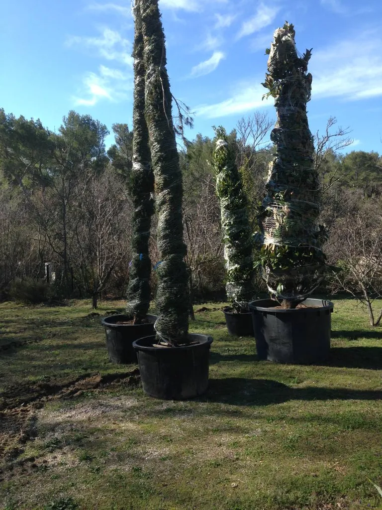 Végétaux en cours de plantation dans un terrain à Aix-en-Provence