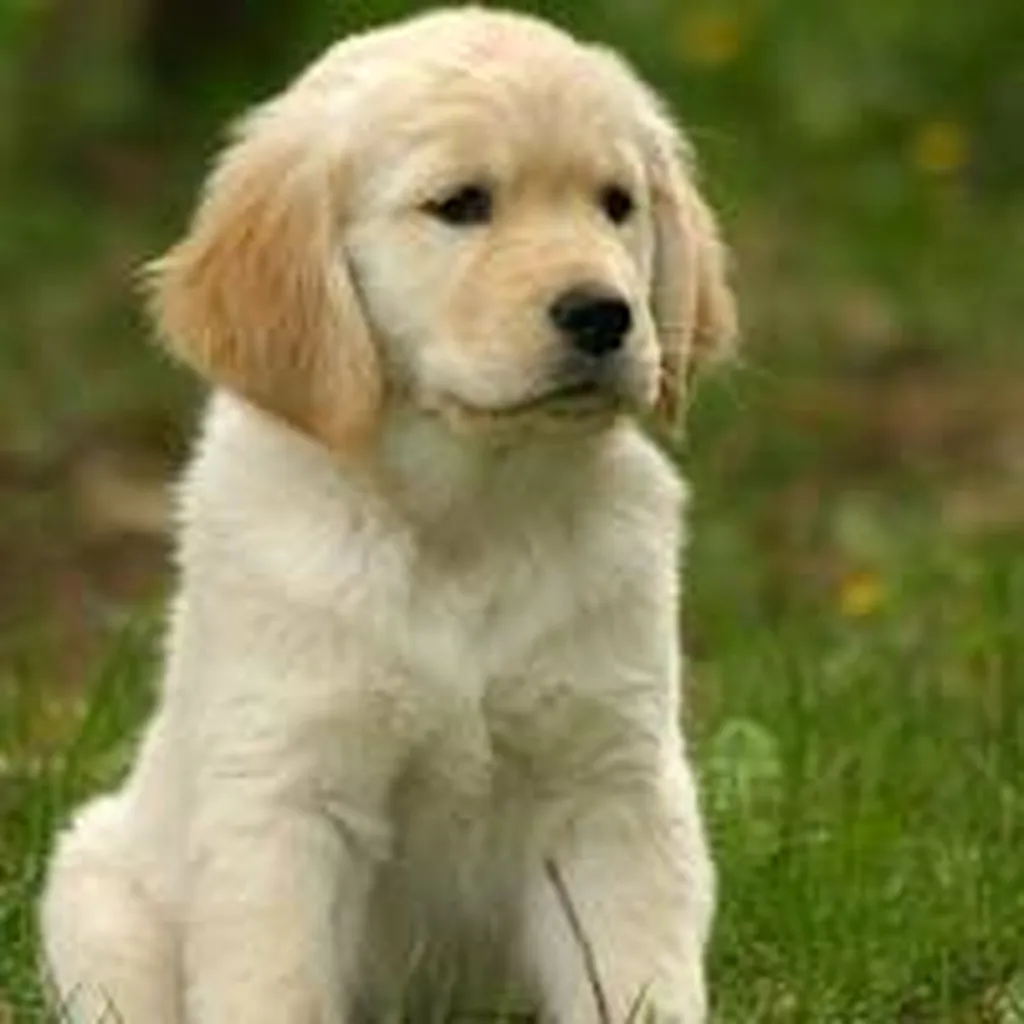 Chiots Golden Retriever LOF disponibles – Portée née le 5 janvier 2026 (Orane & Thao)