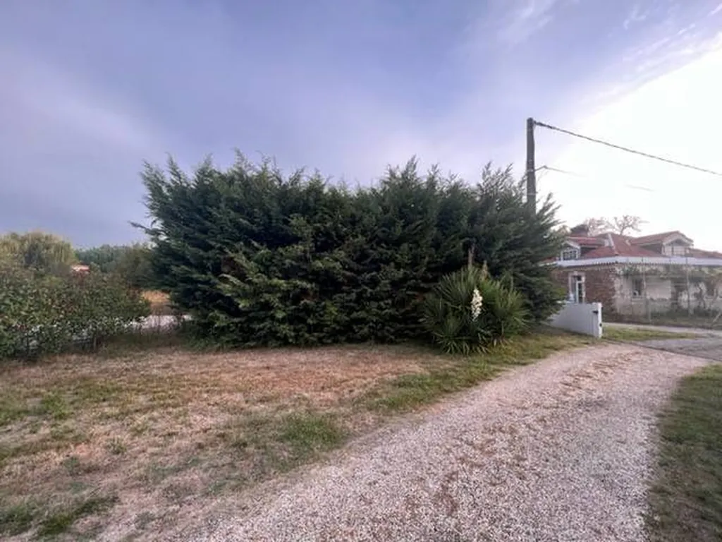 Rabattage d’une haie de cyprès sur un terrain situé près de Pontenx-lès-Forges