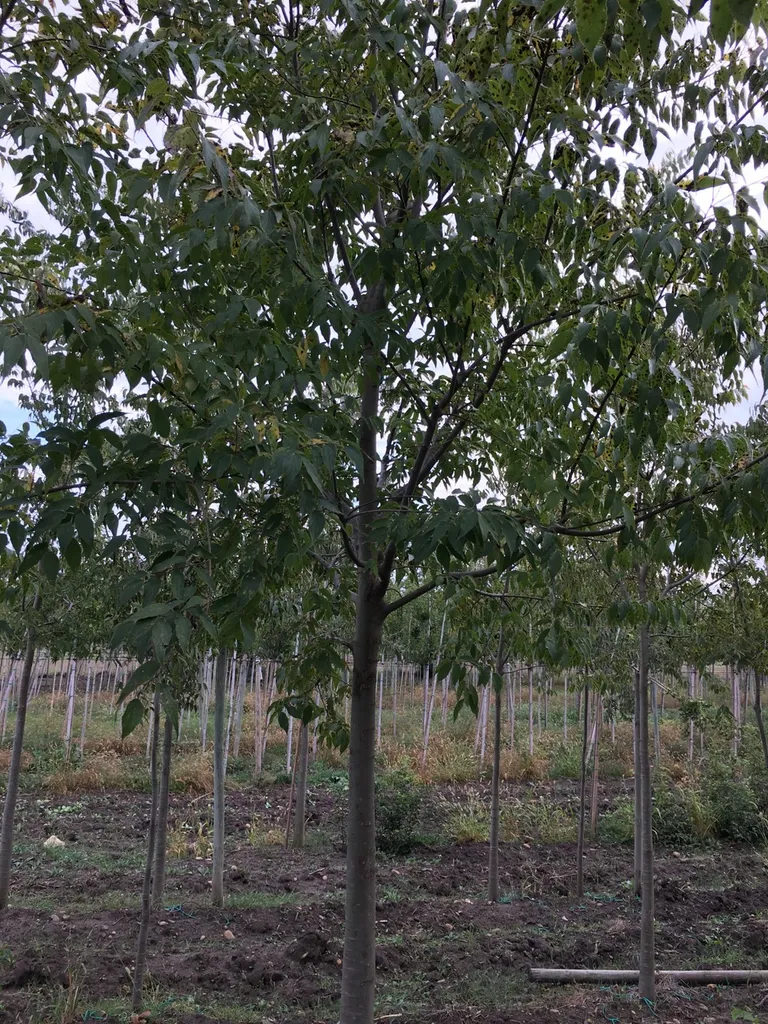 Achat de micocoulier de Provence en racines nues près d’Avignon dans le Vaucluse 