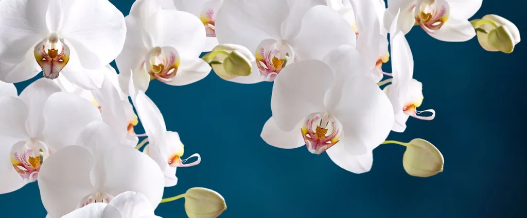 Trouve un psychologue à Paris 75012 pour les troubles de l'érection