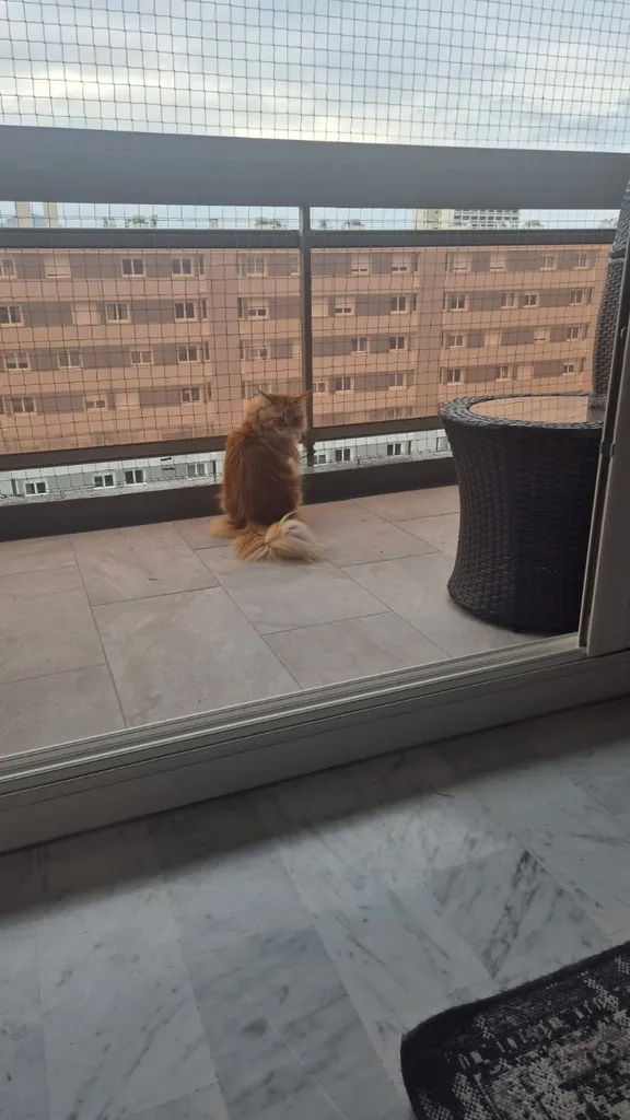 filet anti chute pour chat salon de provence