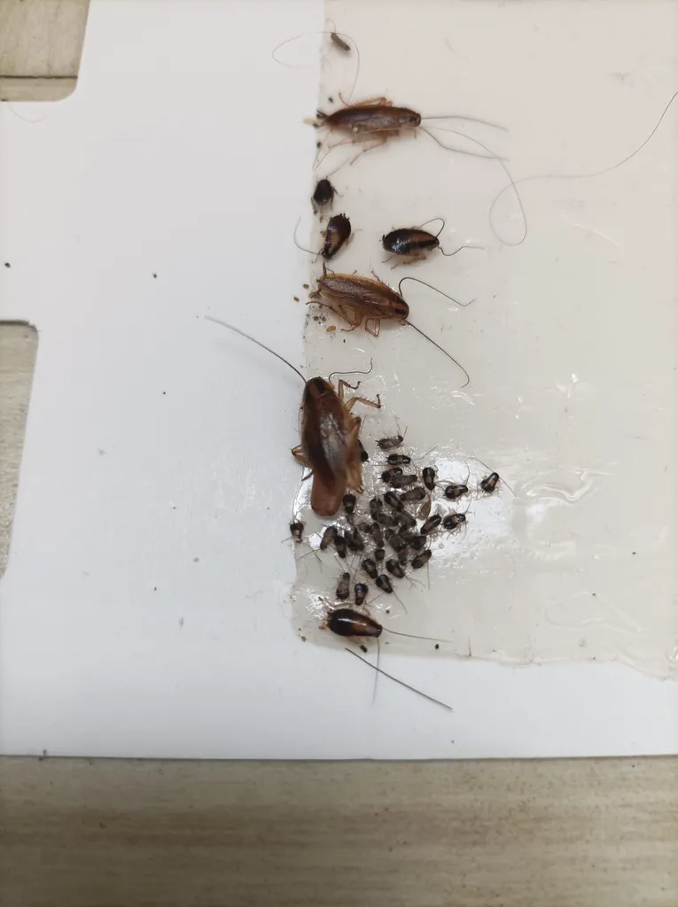 Traitement d’une forte infestation de blattes germaniques dans les locaux et électroménager d’une boulangerie proche de Lyon