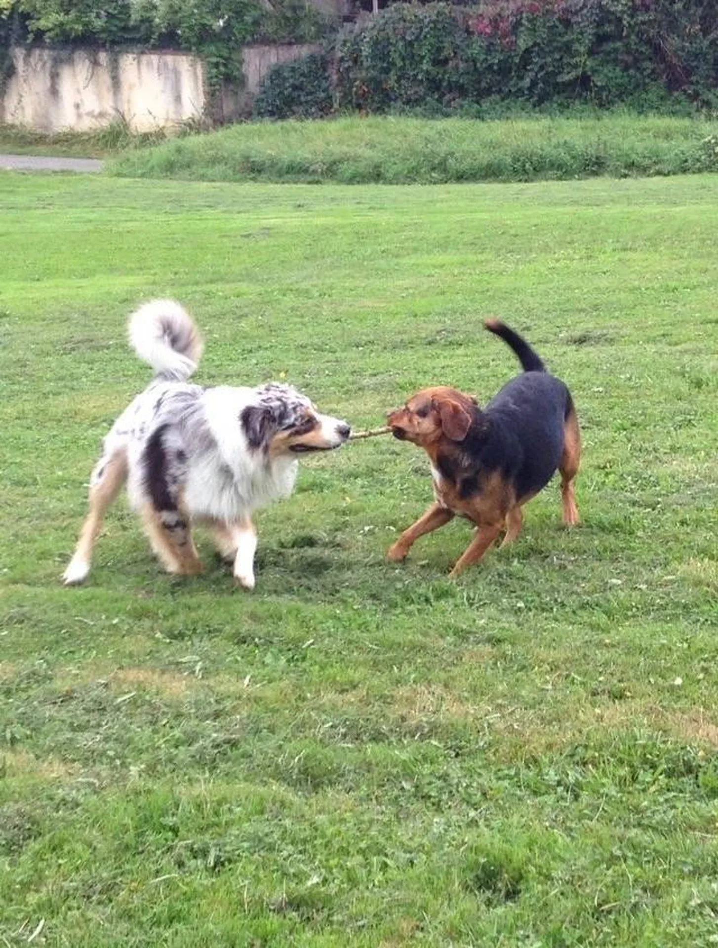 dressage chien de race Biganos