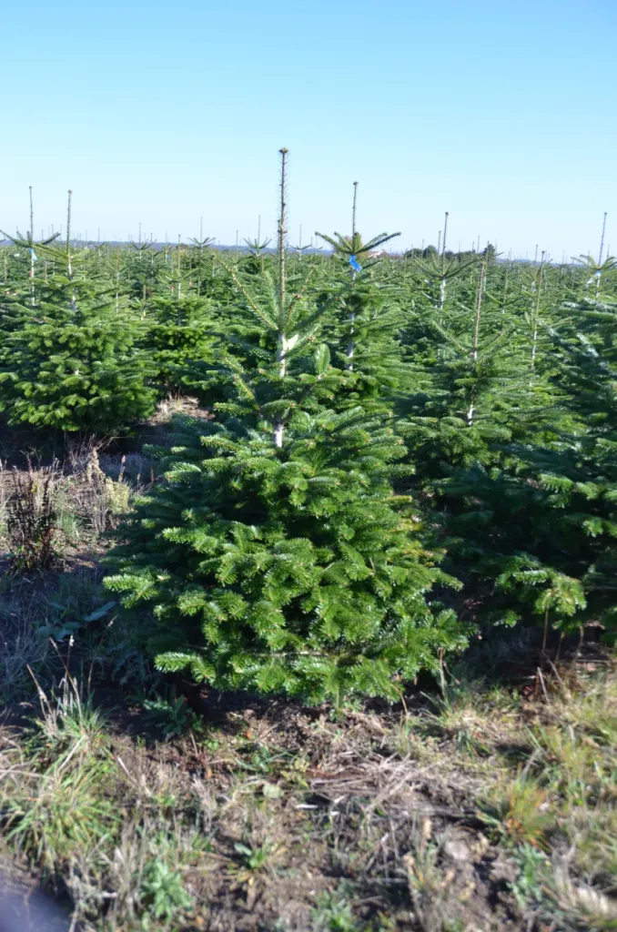 Noël approche : pensez à réserver votre sapin dès maintenant !