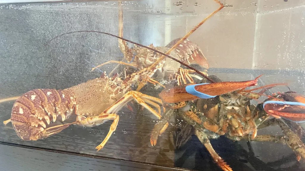 Vivier à langoustes et homards, une fraicheur incomparable 