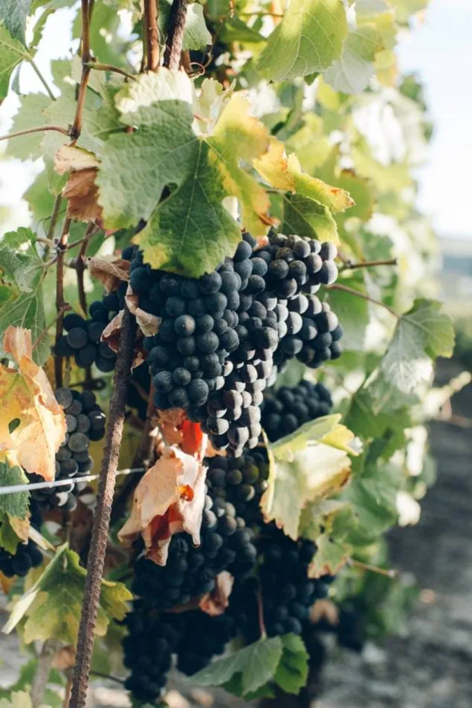 Balade à cheval dans les vignobles de l'entre deux mers dans la région de Bordeaux
