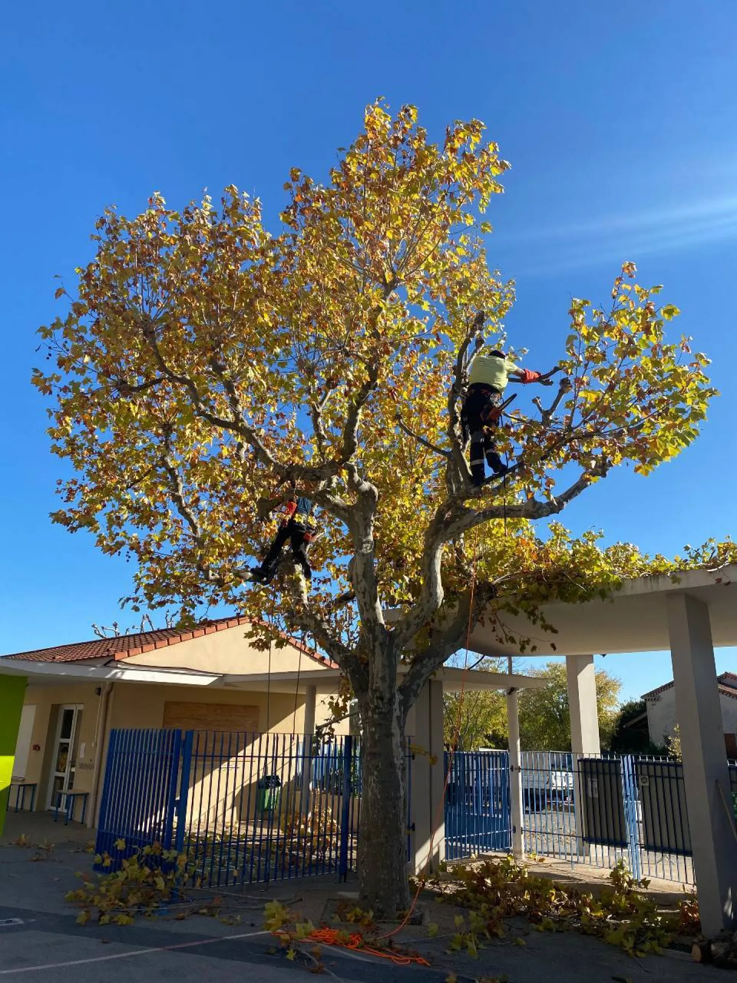 Elagage d arbres  quelles sont les obligations à respecter Ventabren Elagage d arbres  quelles sont les obligations à respecter Ventabren