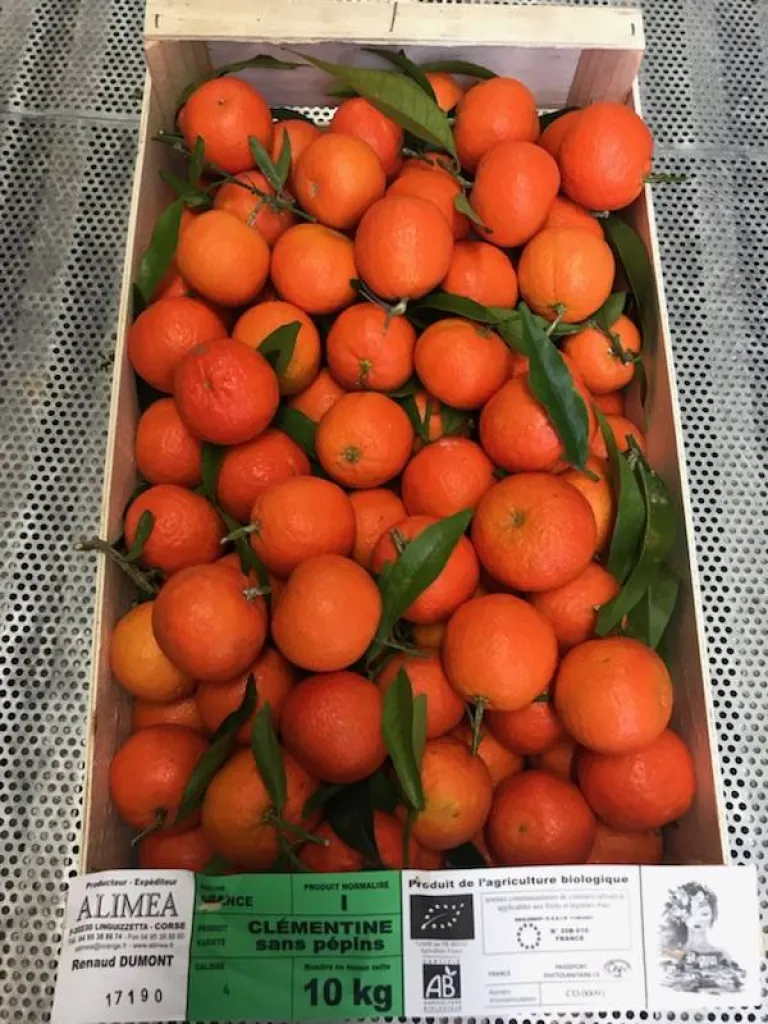 Clémentine Corse Bio à Ma Ferme Eguilles