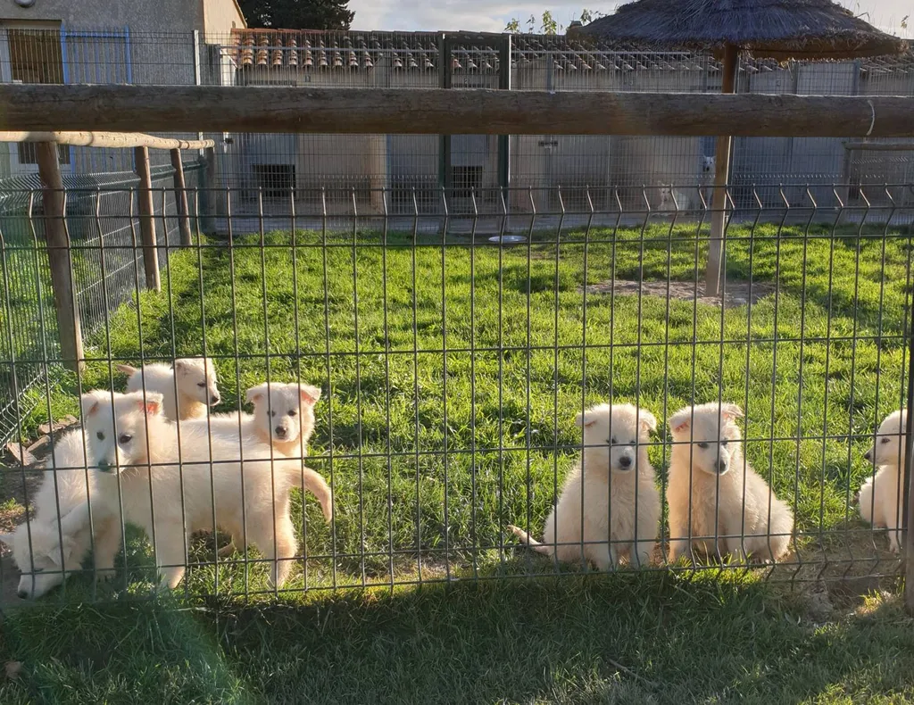 BERGER BLANC SUISSE LOF SUD DE LA FRANCE