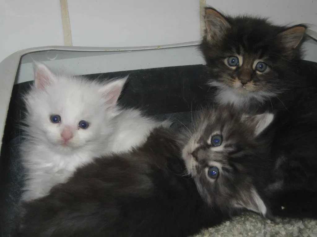Vente de portées de chatons MAINE COON de l'élevage du Palais des Papes à Avignon