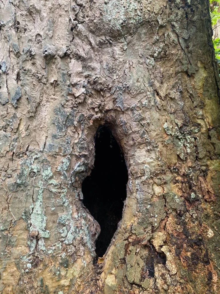 Abattage en démontage d'arbres dangereux à l'aide d'une grue proche de Fécamp 76