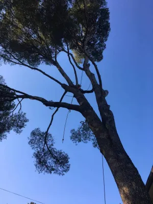 Abattage d'un pin de 25 mètres avec une grue dans le Vaucluse