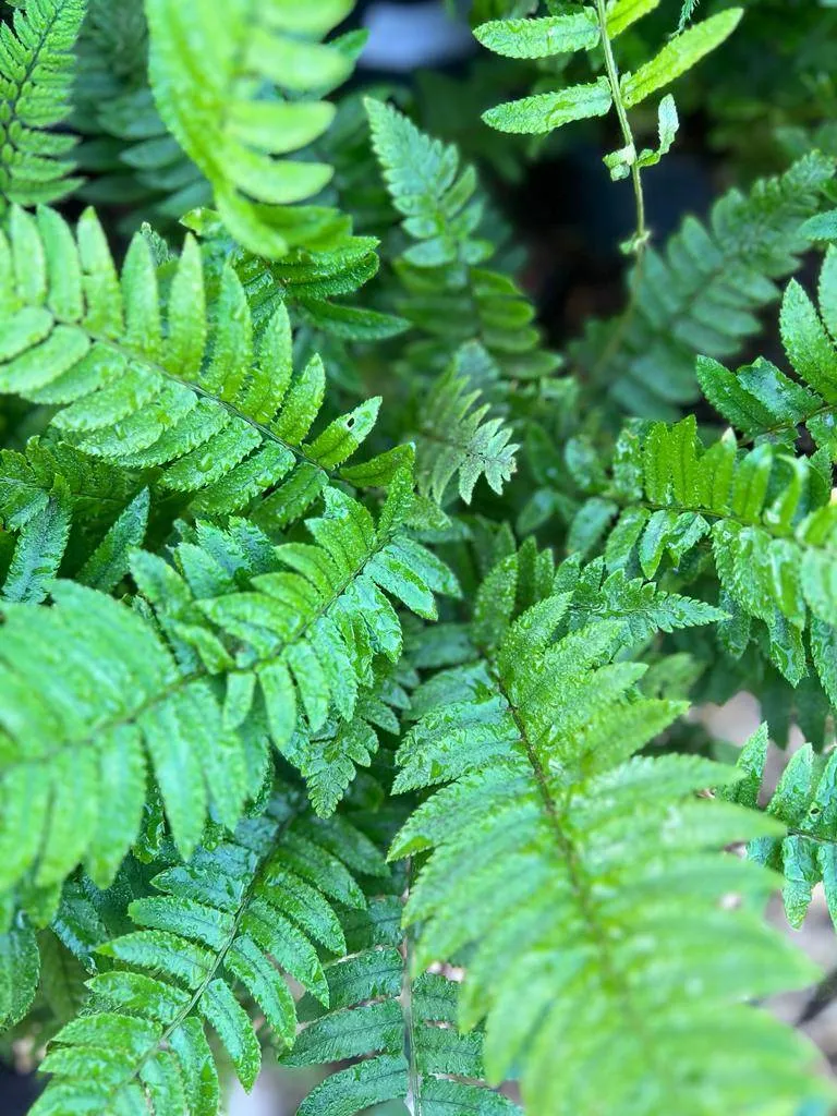 Fougères plantes d'interieur plantes d'ombres