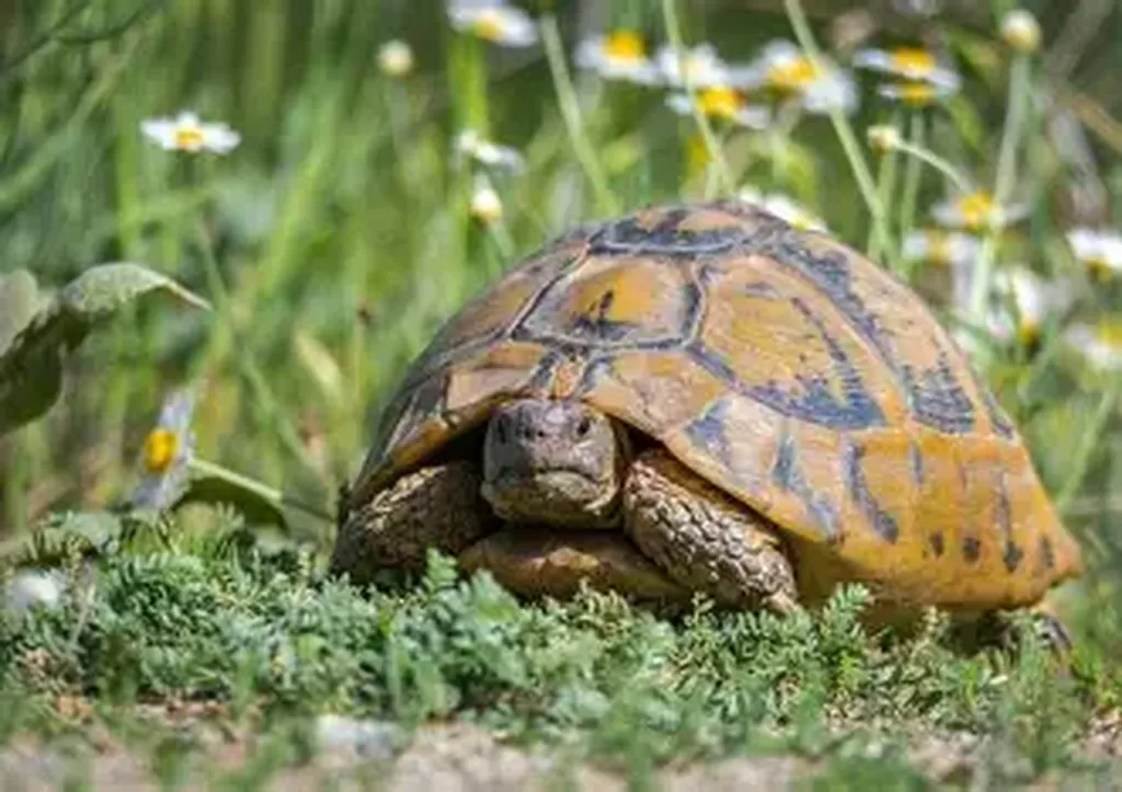 problème de carapace chez ma tortue à marseille 13007