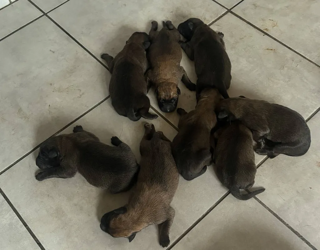 Chiots Berger Belge Malinois LOF à réserver – Portée ULLA x URGO – Naissance février 2026