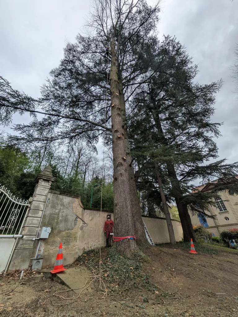 Abattage par démontage délicat d’un cèdre en milieu urbain avec espace réduit et travaux en rétention par un élagueur grimpeur à Beauregard dans l’Ain