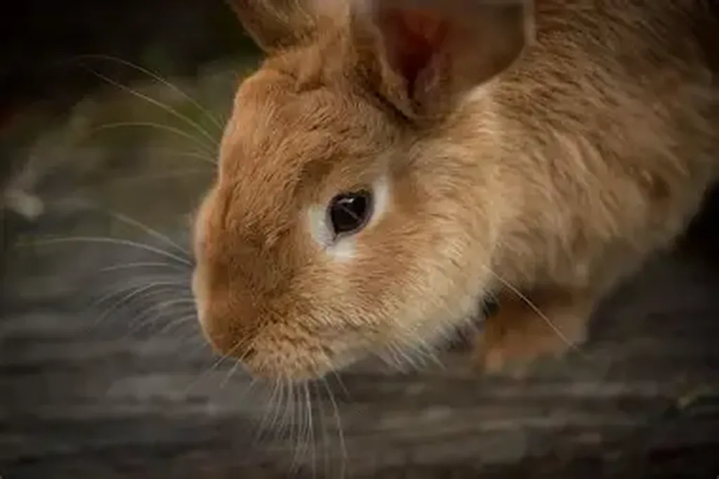vétérinaire pour lapin à marseille endoume