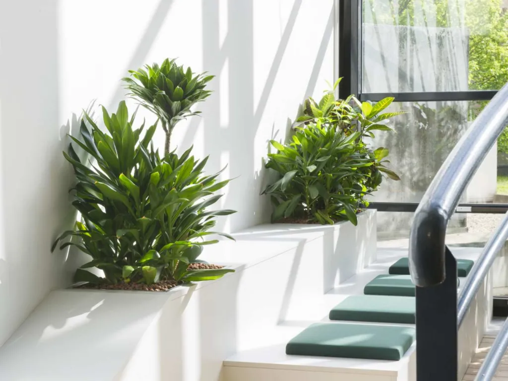 photographe d'agencement d'espaces intérieurs aménagement végétal