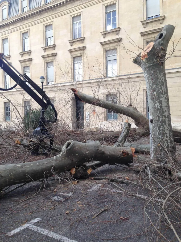 Abattage par démontage de platanes atteints par le chancre coloré à la Cité administrative d'Avignon