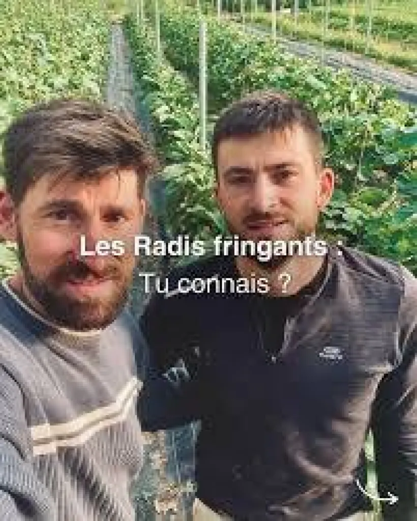 Acheter tous les jours en direct producteur les légumes bio des Radis fringants à Belleville en beaujolais